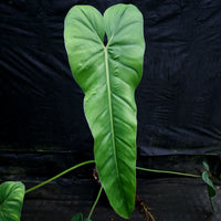 Philodendron dolichogynium (formerly sp macas)