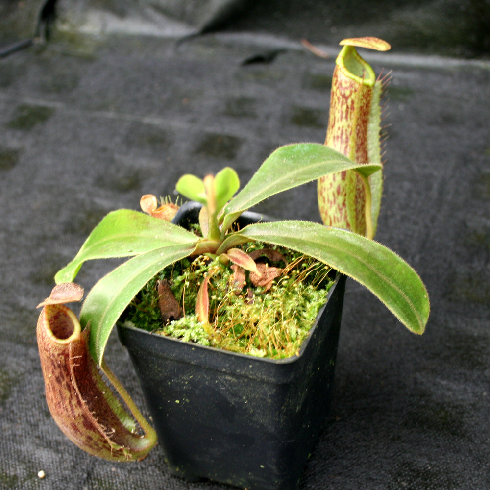 
                      
                        Nepenthes (veitchii x platychila) x Redonkulas, CAR-0165
                      
                    