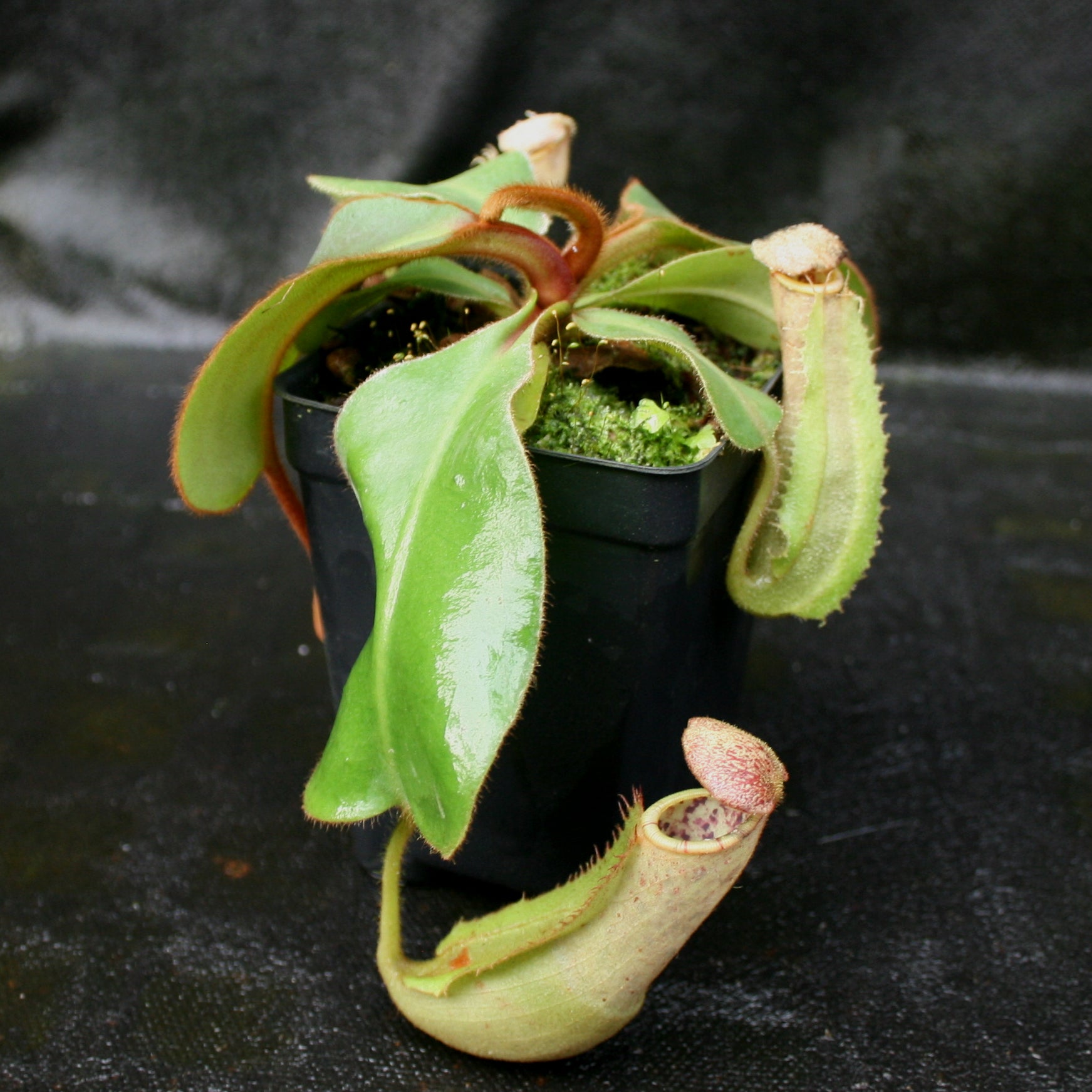 Nepenthes veitchii x clipeata, CAR-0128 – Carnivero