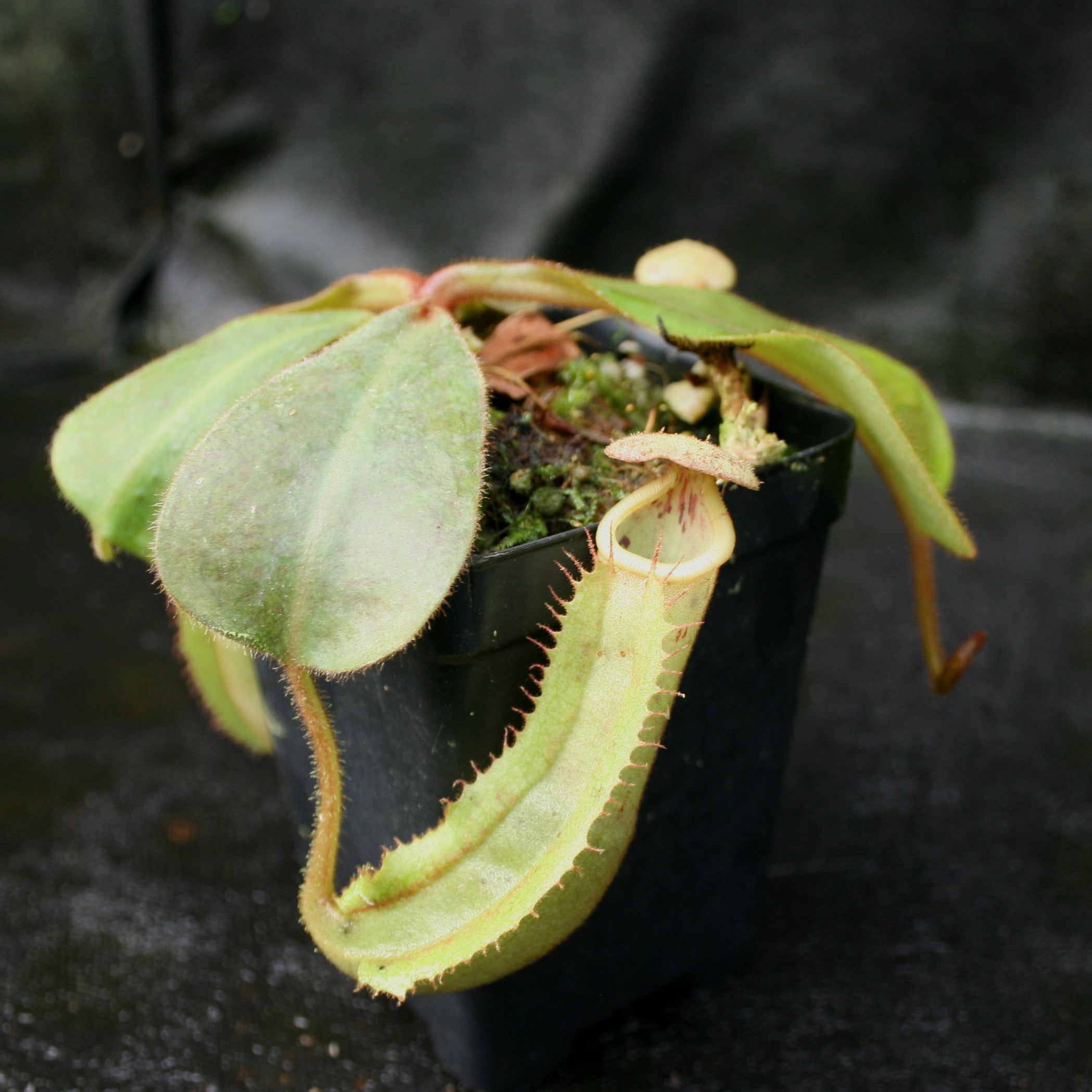 Nepenthes veitchii x clipeata, CAR-0128 – Carnivero