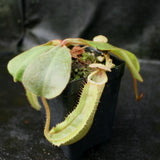 Nepenthes veitchii x clipeata, CAR-0128
