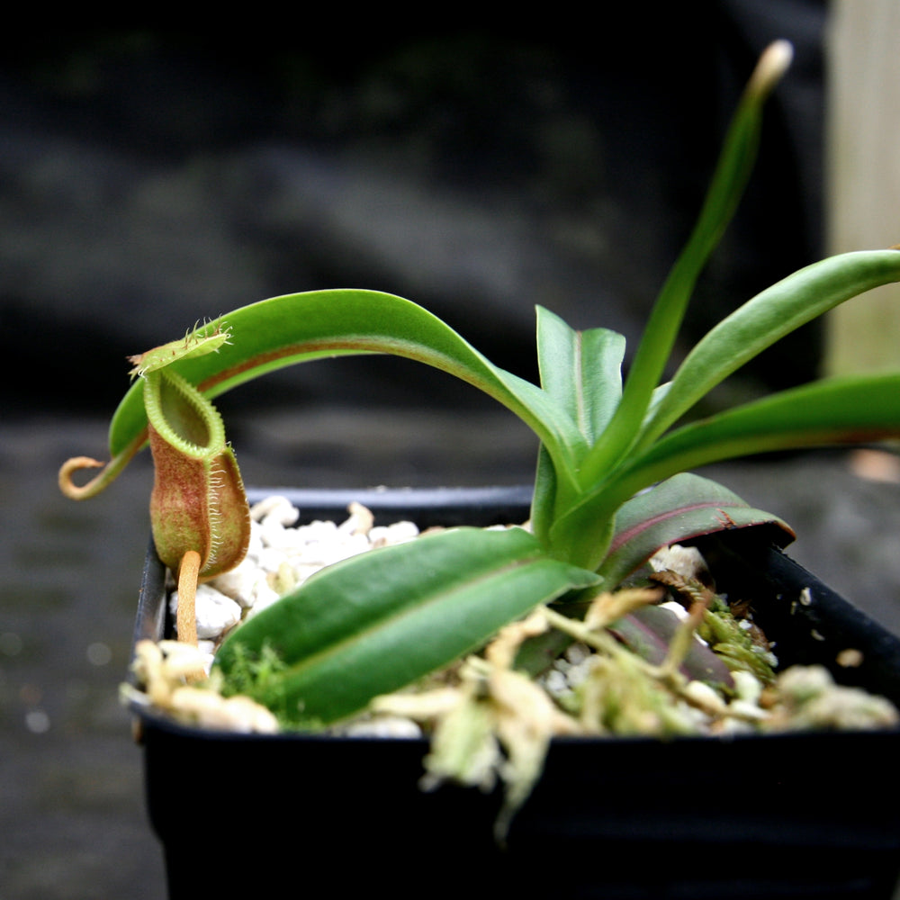 
                      
                        Nepenthes diabolica - Exact Plant
                      
                    