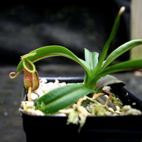 Nepenthes diabolica