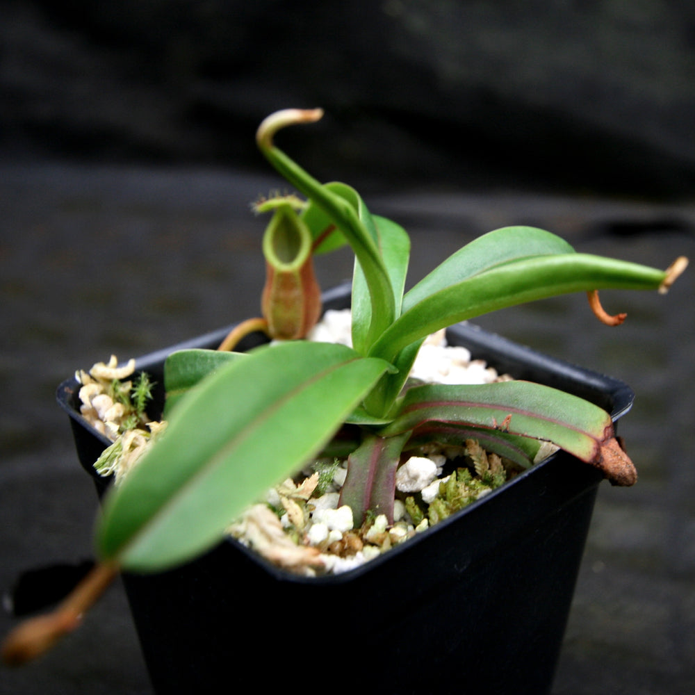 
                      
                        Nepenthes diabolica - Exact Plant
                      
                    