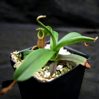 Nepenthes diabolica