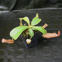 Nepenthes [(lowii x veitchii) x boschiana)] "Red Ruffled" x veitchii "Orange Fade", CAR-0153