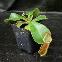 Nepenthes [(lowii x veitchii) x boschiana)] "Red Ruffled" x veitchii "Orange Fade", CAR-0153