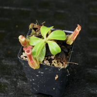 Nepenthes [(lowii x veitchii) x boschiana)] "Red Ruffled" x veitchii "Orange Fade", CAR-0153