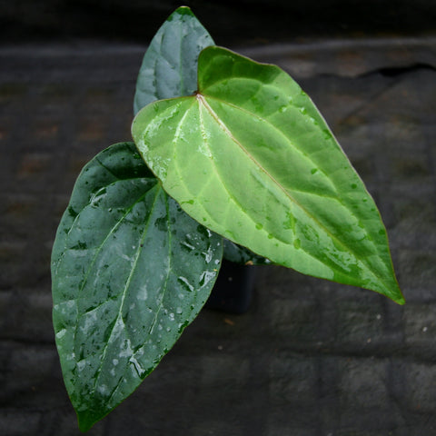 Anthurium carlablackiae x debilis CAR-0234 with glossy oval leaves and a lighter young leaf in close up.