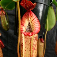 Nepenthes (Rokko x boschiana) x veitchii, CAR-0122