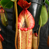 Nepenthes (Rokko x boschiana) x veitchii, CAR-0122