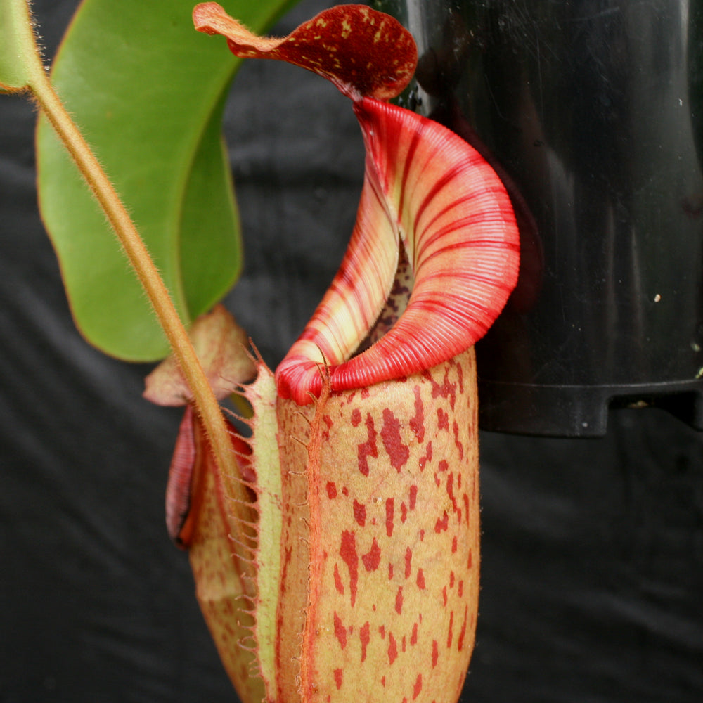 
                      
                        Nepenthes (Rokko x boschiana) x veitchii, CAR-0122
                      
                    