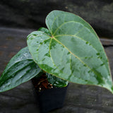 Anthurium carlablackiae x debilis, CAR-0234