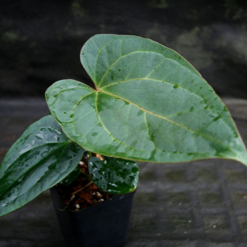 
                      
                        Anthurium carlablackiae x debilis, CAR-0234
                      
                    