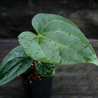 Anthurium carlablackiae x debilis, CAR-0234