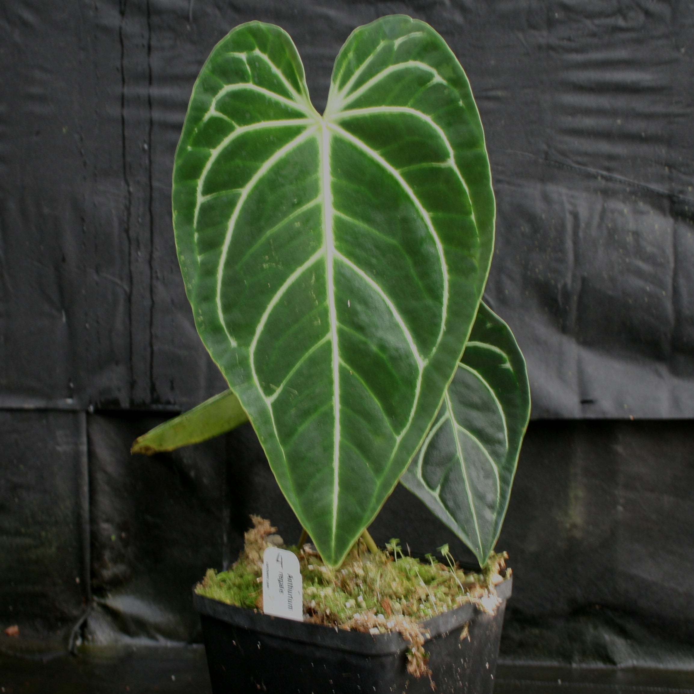 その他観葉植物 Anthurium regale Anthurium regale – Carnivero