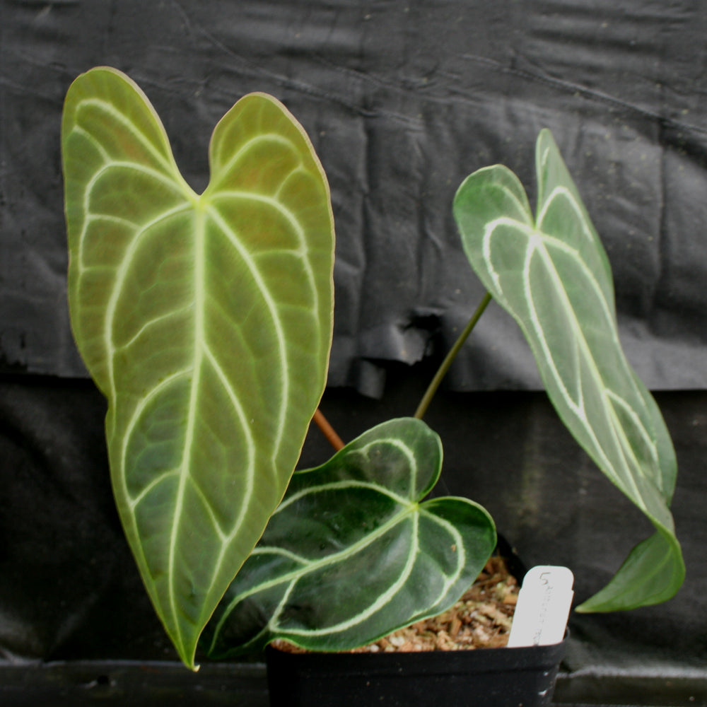 
                      
                        Anthurium regale
                      
                    
