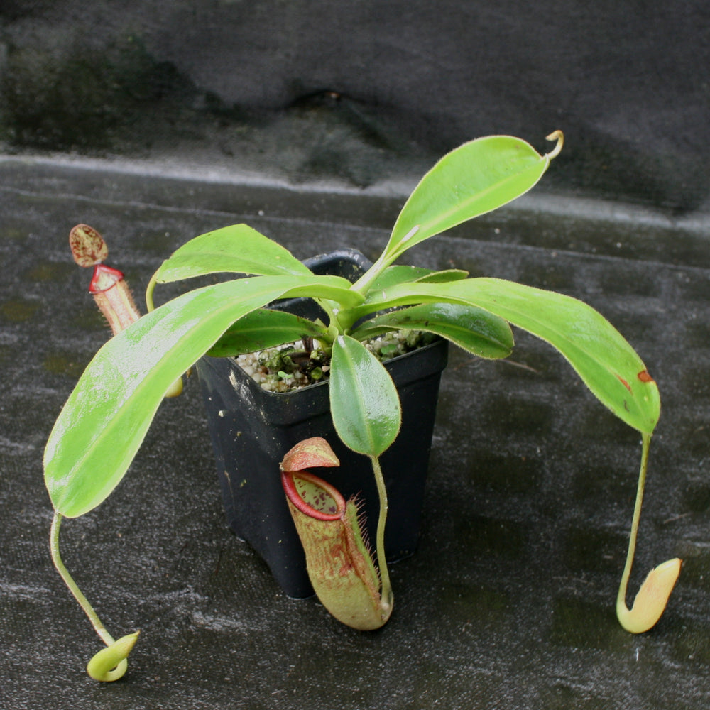 
                      
                        Nepenthes glandulifera x (spathulata x jacquelineae) "BE Best", CAR-0066, pitcher plant, carnivorous plant, collectors plant, large pitchers, rare plants 
                      
                    