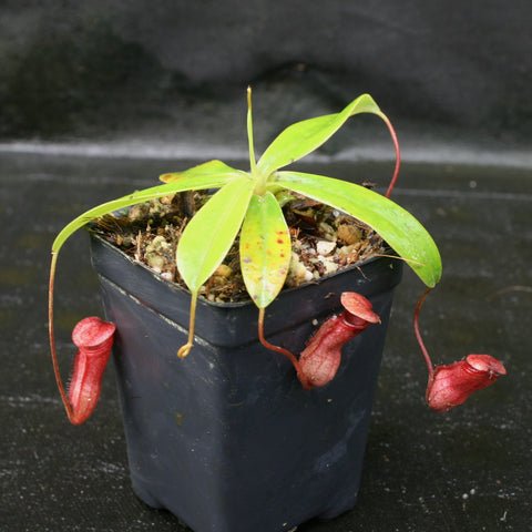 Nepenthes pervillei BE-3839 with lime green leaves and red hanging pitchers in a mossy pot