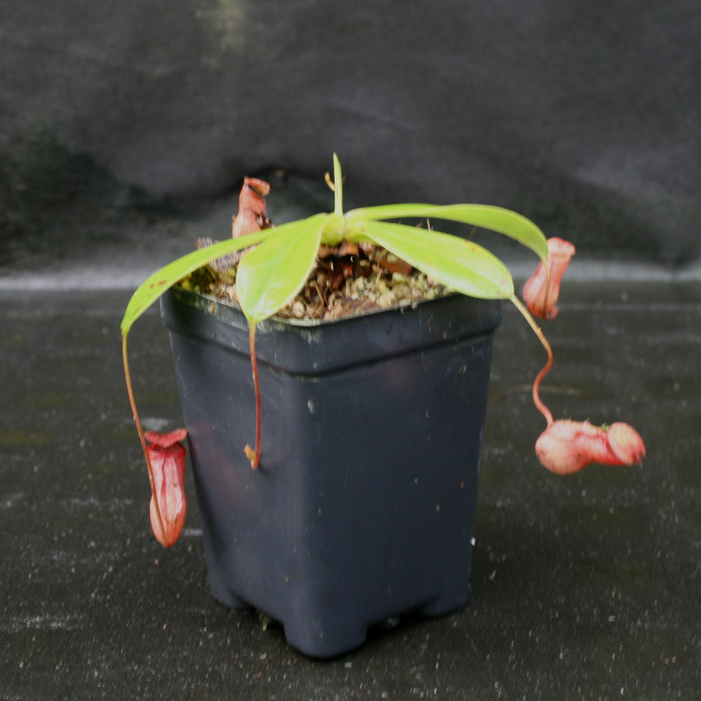
                      
                        Nepenthes pervillei, BE-3839
                      
                    