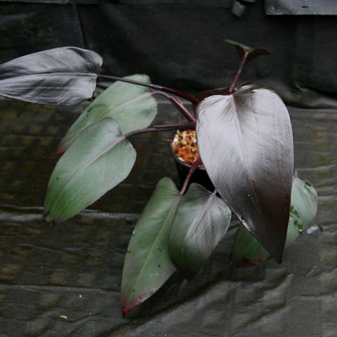 Philodendron Burgundy Princess with glossy burgundy leaves and purple stems in a pot