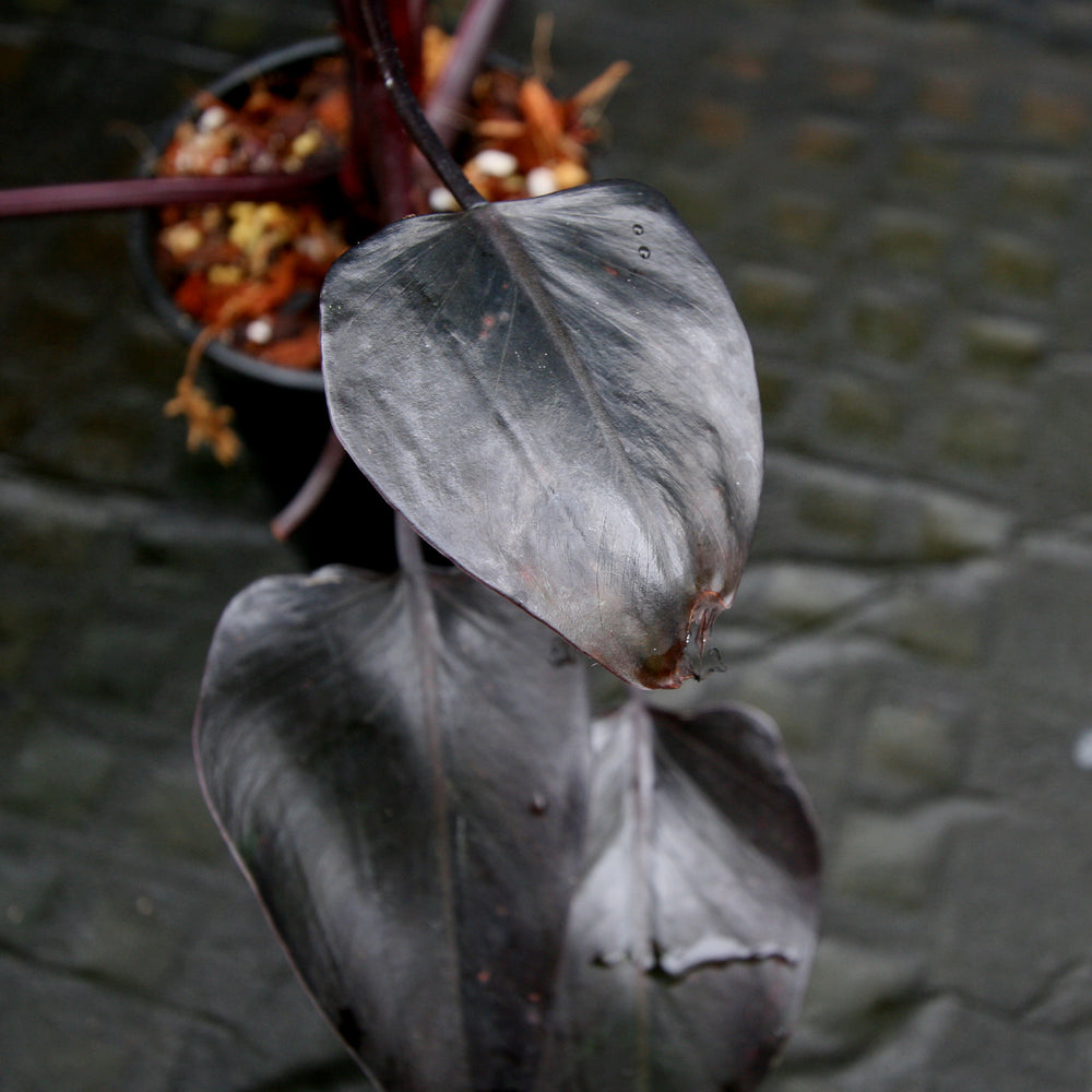 
                      
                        Philodendron 'Burgundy Princess'
                      
                    