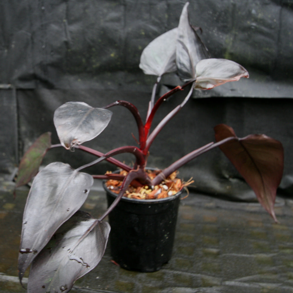 
                      
                        Philodendron 'Burgundy Princess'
                      
                    
