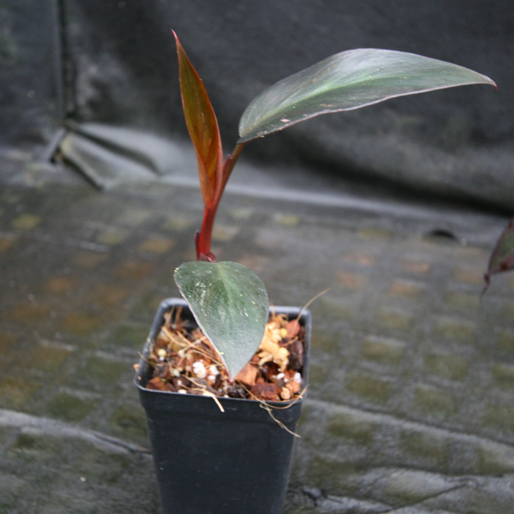 philodendron burgundy princess Philodendron 'Burgundy Princess' – Carnivero