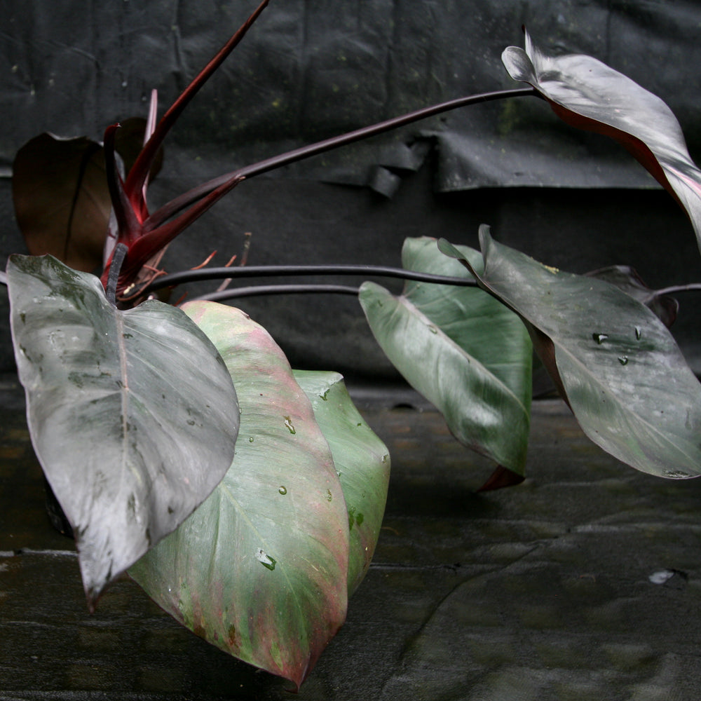 
                      
                        Philodendron 'Burgundy Princess'
                      
                    