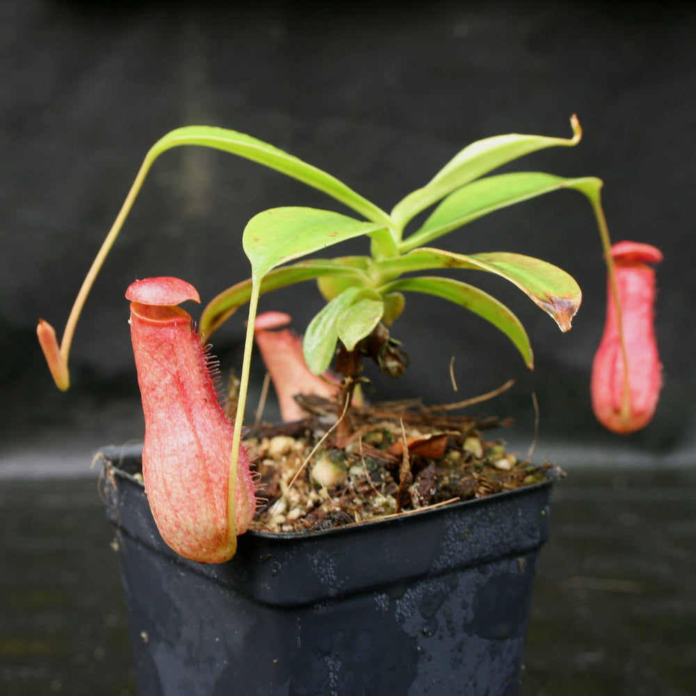 
                      
                        Nepenthes madagascariensis, BE-3247
                      
                    