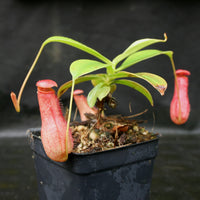 Nepenthes madagascariensis, BE-3247