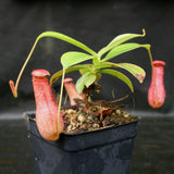 Nepenthes madagascariensis, BE-3247