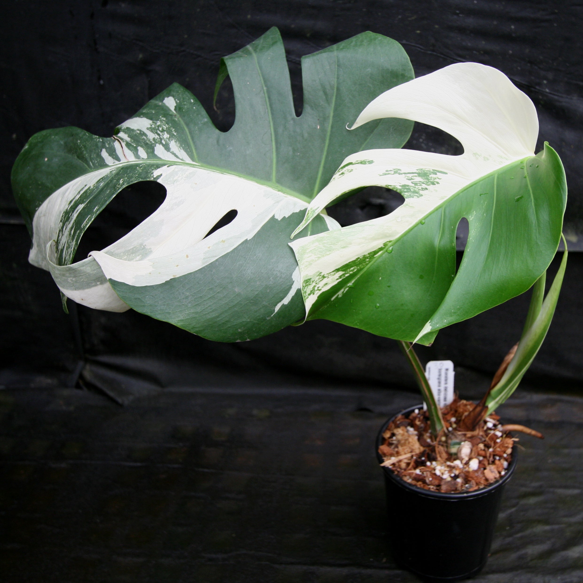 3*4様 525 斑入 Monstera deliciosa var.borsi Monstera Deliciosa Albo Borsigiana Variegata Rooted Cutting