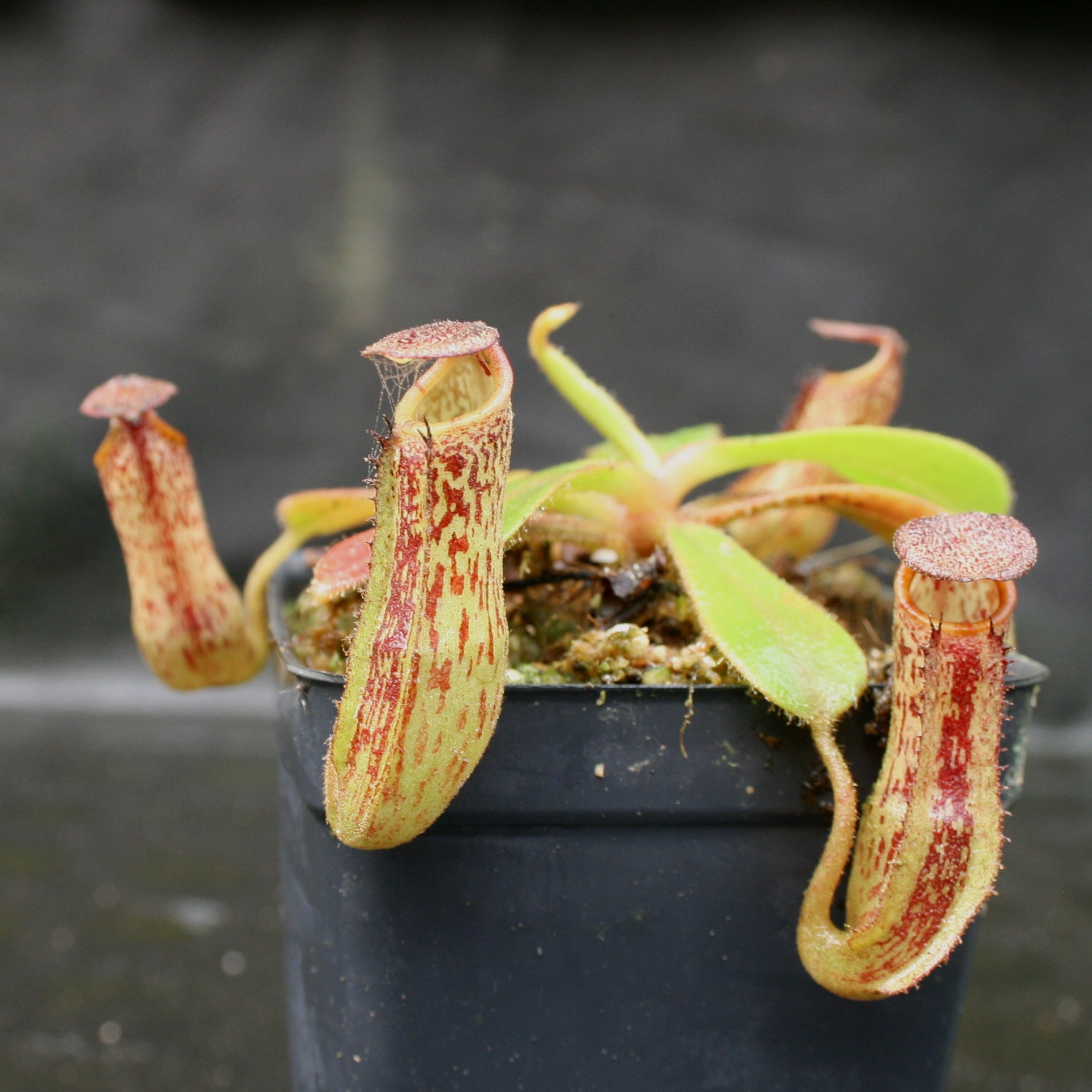 Nepenthes zakriana, BE-3465 – Carnivero