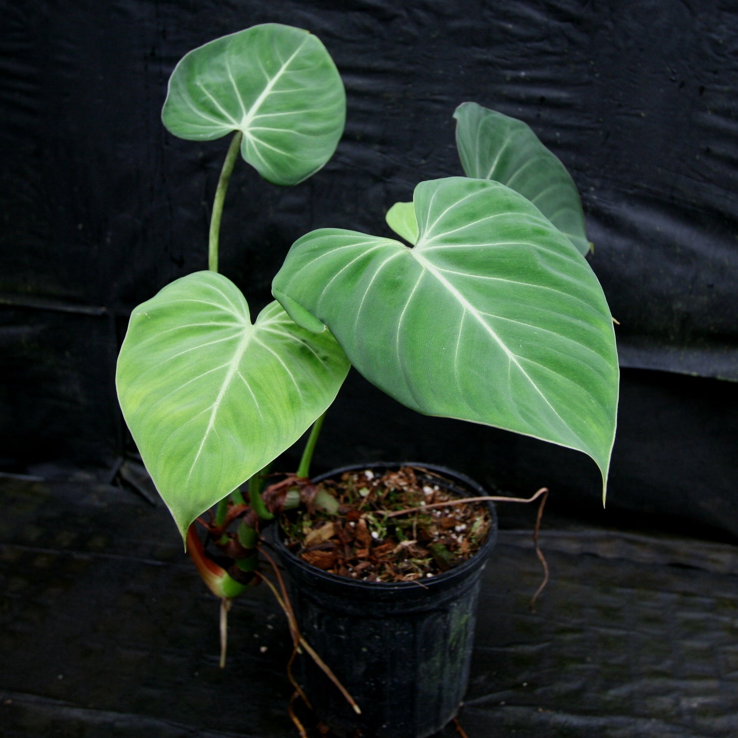 anthurium gloriosum Philodendron gloriosum – Carnivero