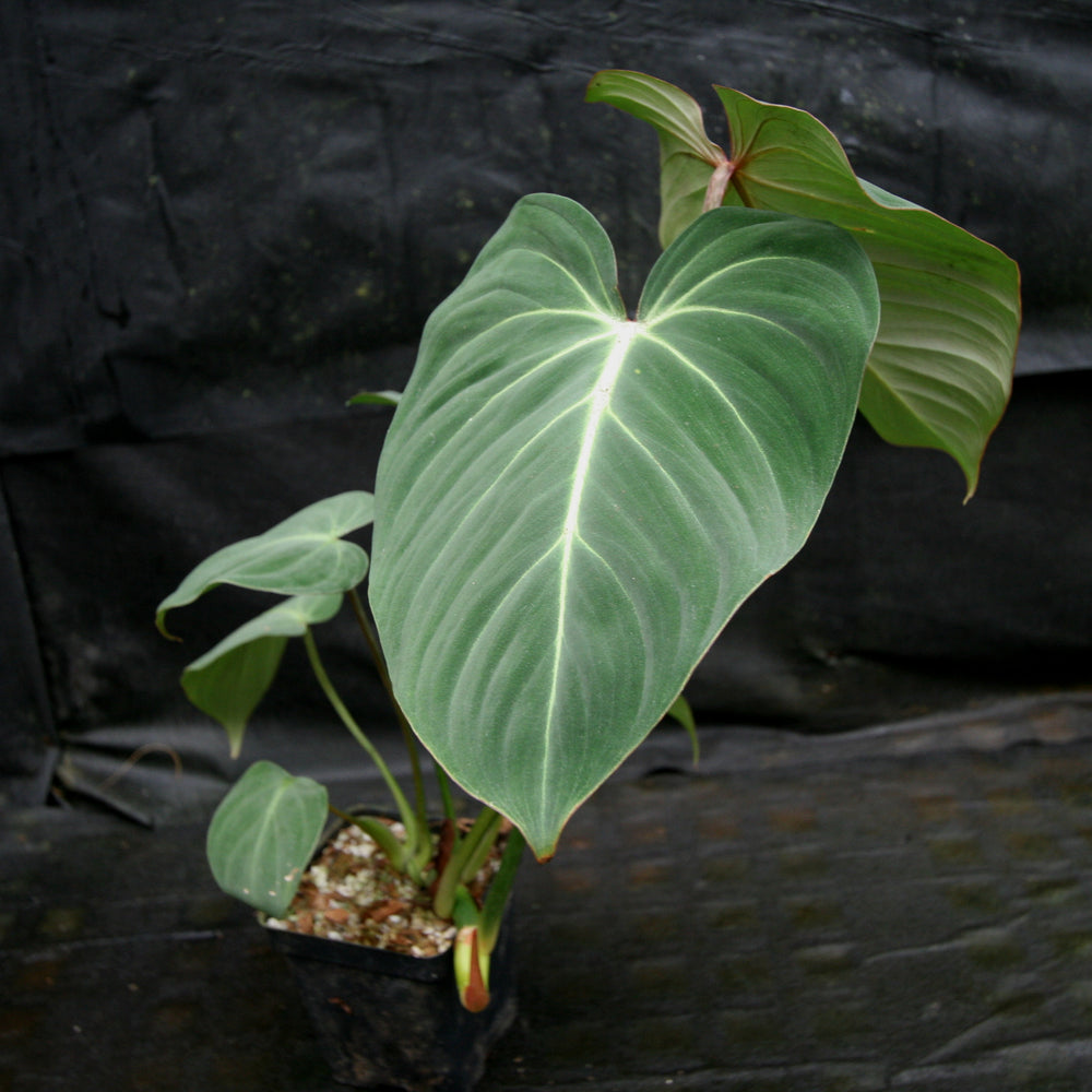 
                      
                        Philodendron gloriosum
                      
                    