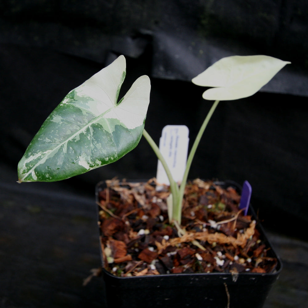 
                      
                        Alocasia macrorrhiza variegata albo, Giant Taro
                      
                    