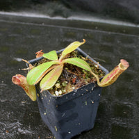 Nepenthes zakriana, BE-3465