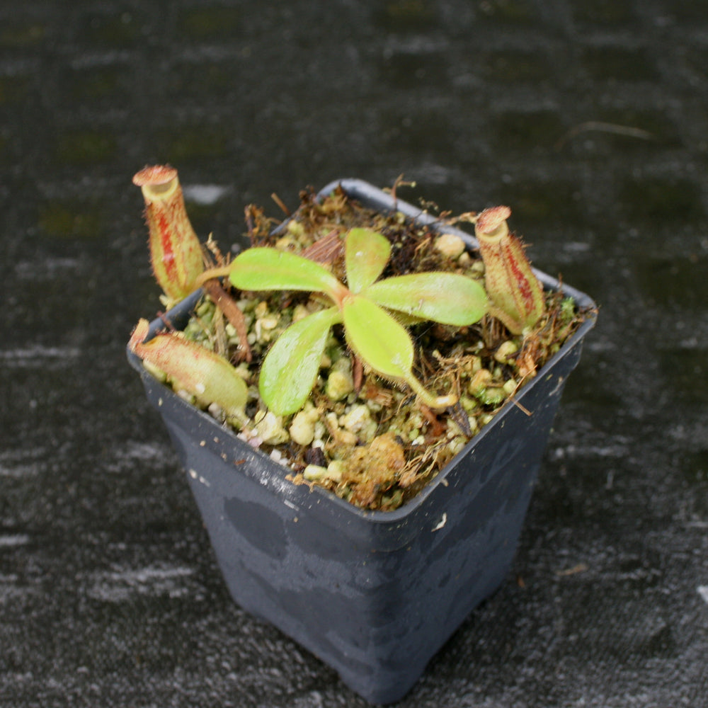 
                      
                        Nepenthes zakriana, BE-3465
                      
                    