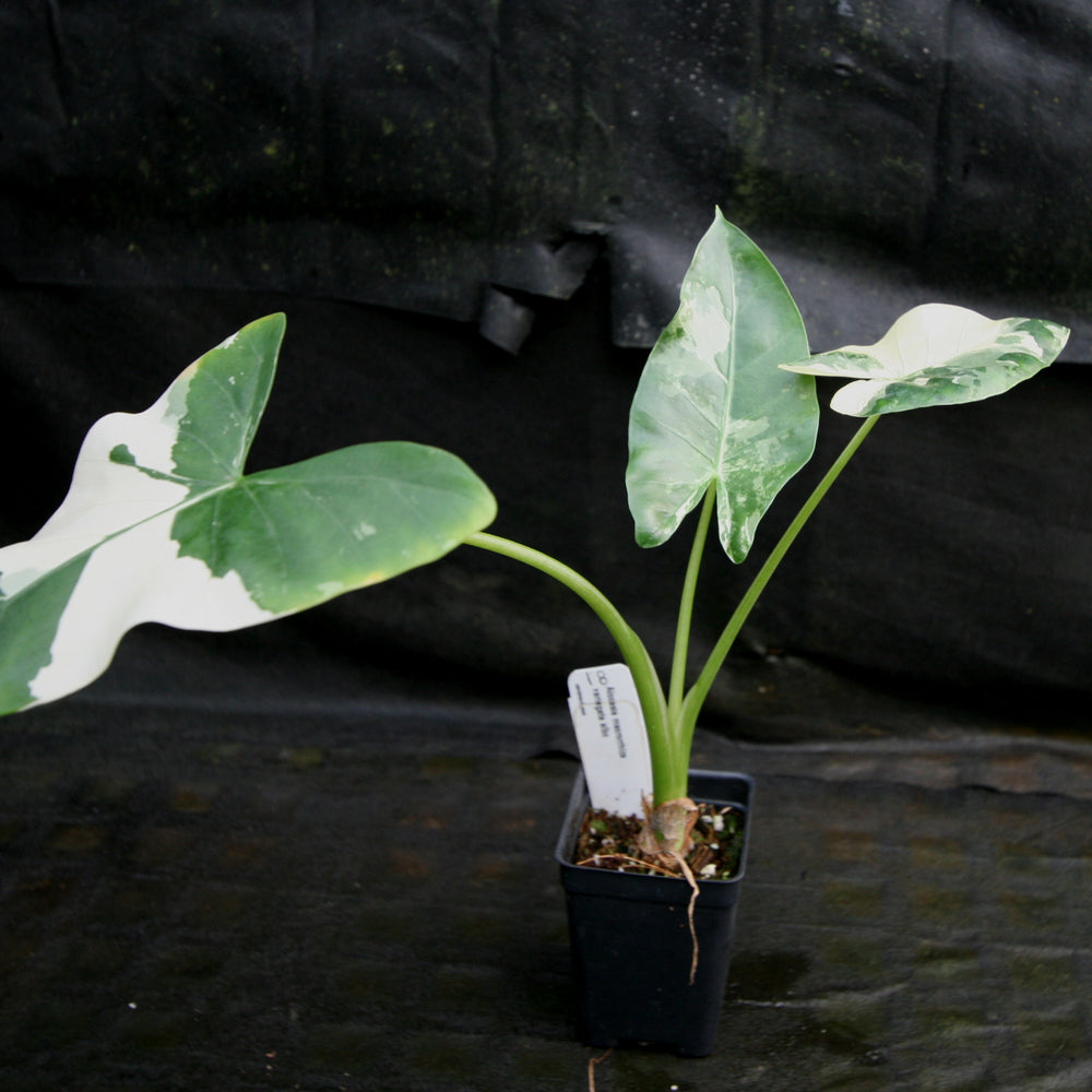 
                      
                        Alocasia macrorrhiza variegata albo, Giant Taro
                      
                    
