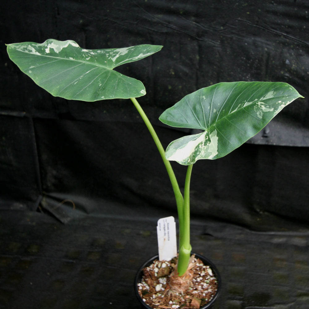 
                      
                        Alocasia macrorrhiza variegata albo, Giant Taro
                      
                    