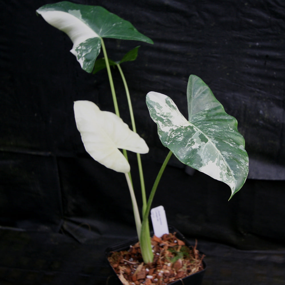
                      
                        Alocasia macrorrhiza variegata albo, Giant Taro
                      
                    