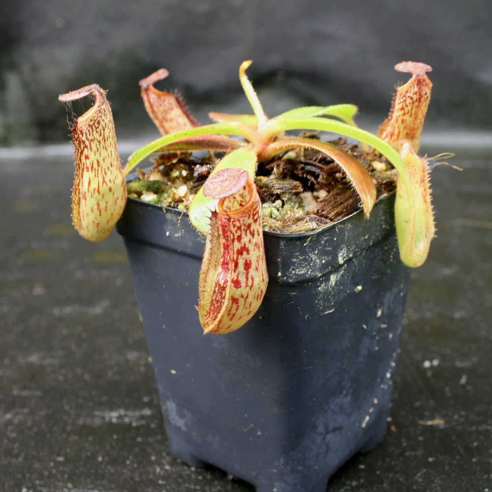 
                      
                        Nepenthes zakriana, BE-3465
                      
                    
