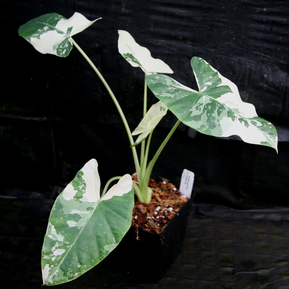 
                      
                        Alocasia macrorrhiza variegata albo, Giant Taro
                      
                    