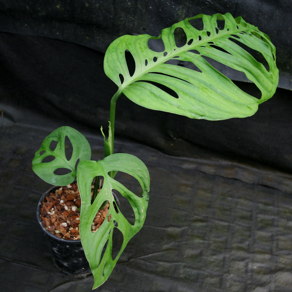 
                      
                        Monstera esqueleto
                      
                    