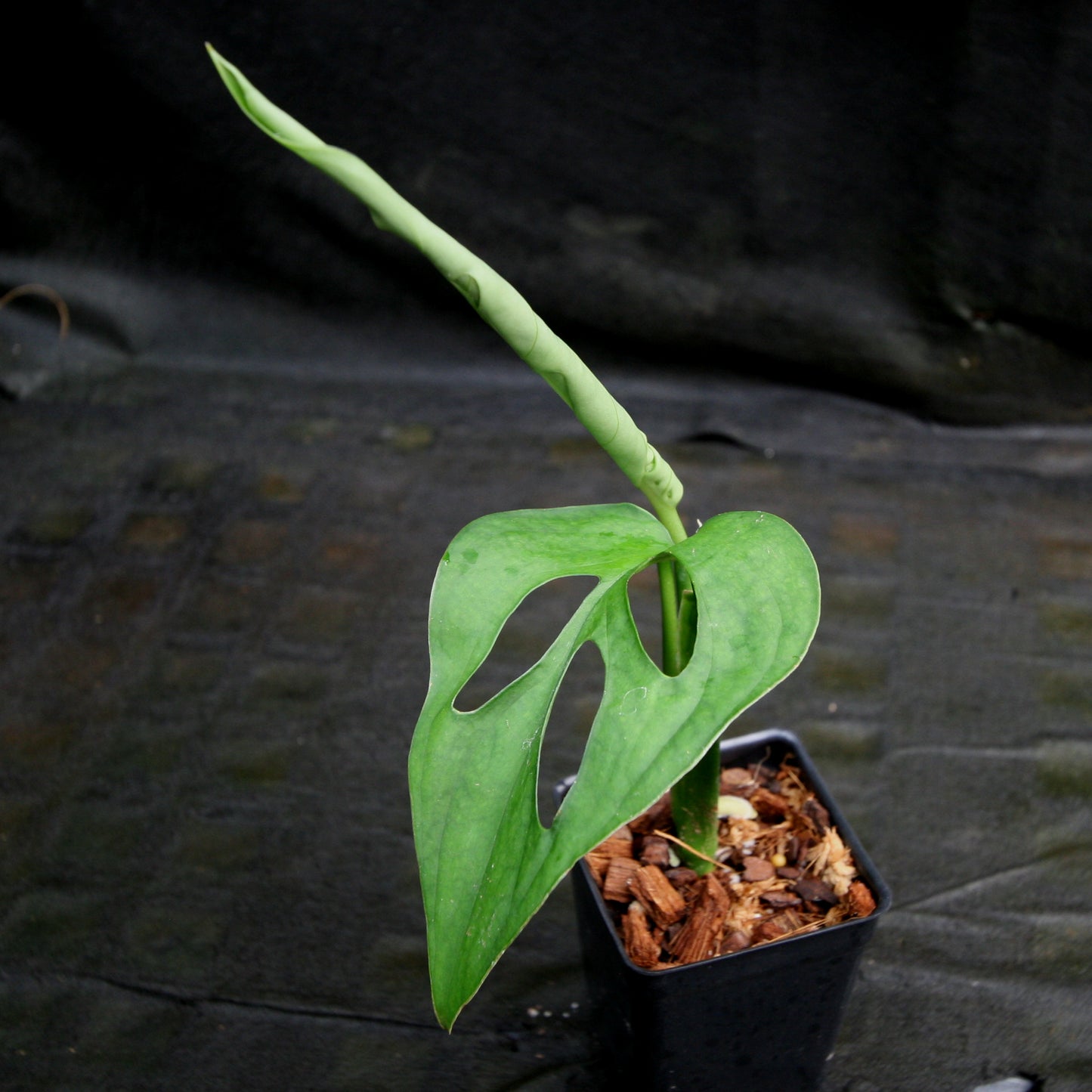 monstera plant black stem Monstera esqueleto – Carnivero