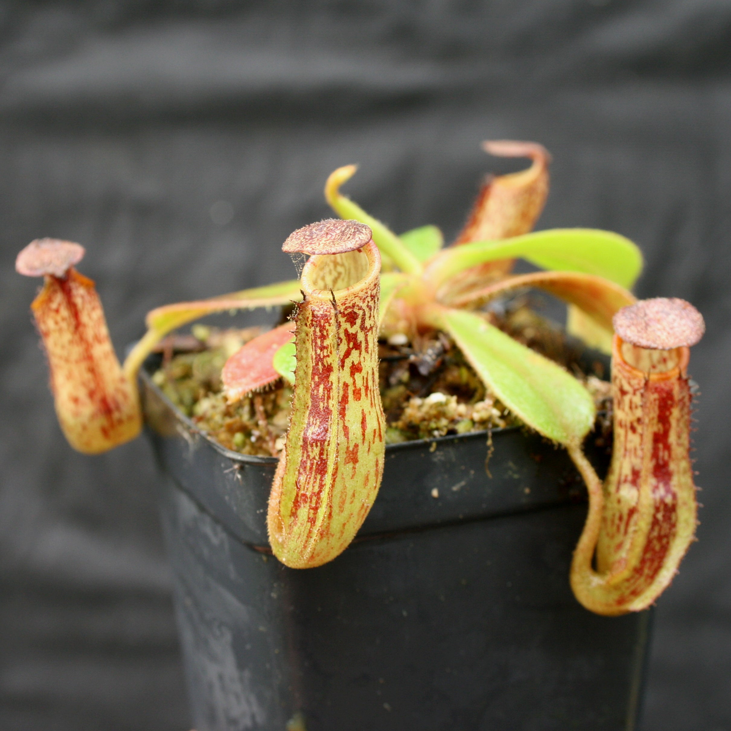 Nepenthes zakriana, BE-3465 – Carnivero