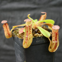 Nepenthes zakriana, BE-3465