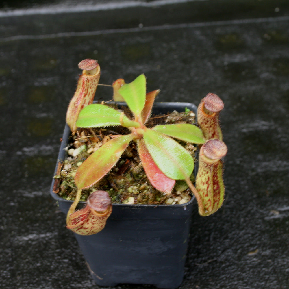 
                      
                        Nepenthes zakriana, BE-3465
                      
                    