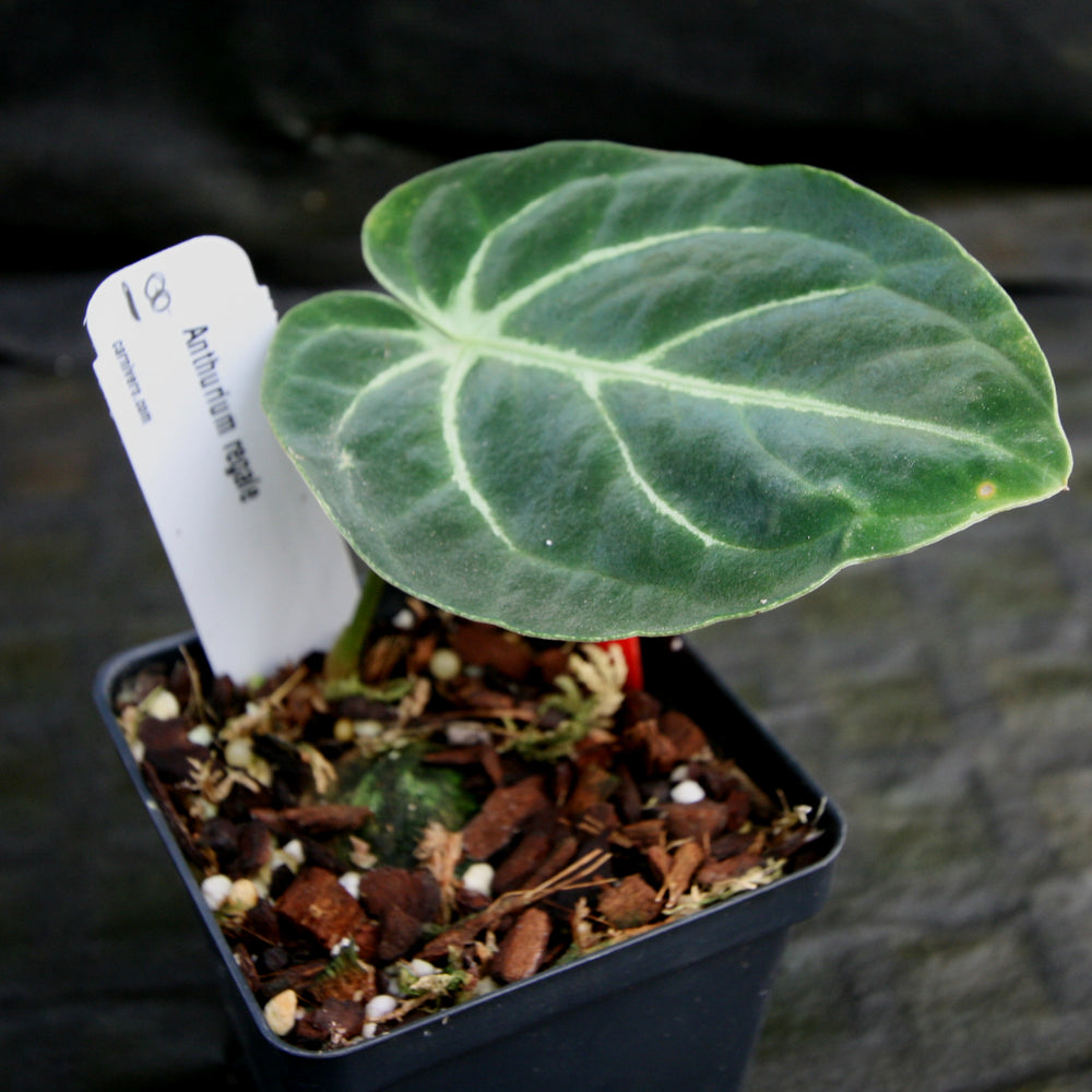 
                      
                        Anthurium regale
                      
                    